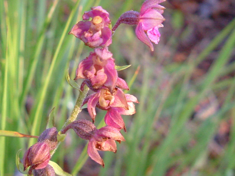 Epipactis